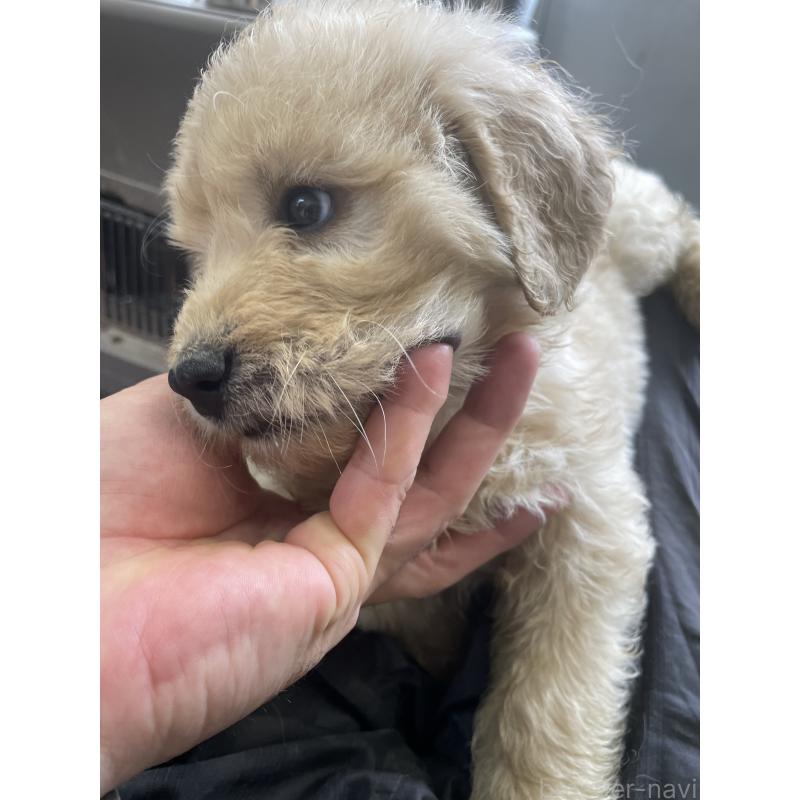 販売中の栃木県のゴールデンドゥードル:ゴールデンレトリーバー×プードル-439382