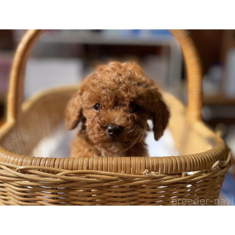 販売中の福岡県のタイニープードル-448933の5枚目