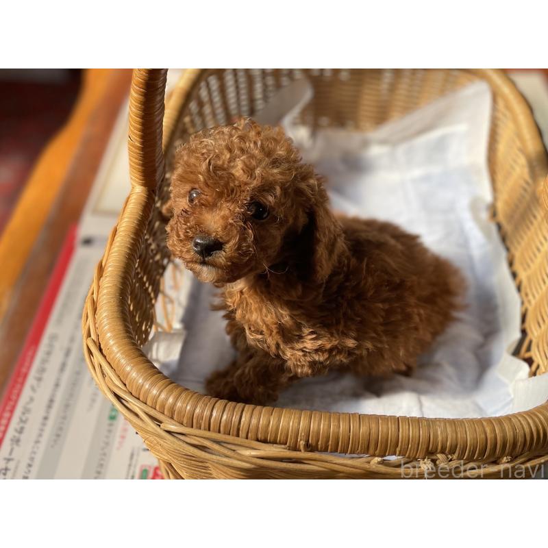 販売中の福岡県のタイニープードル-448933の2枚目