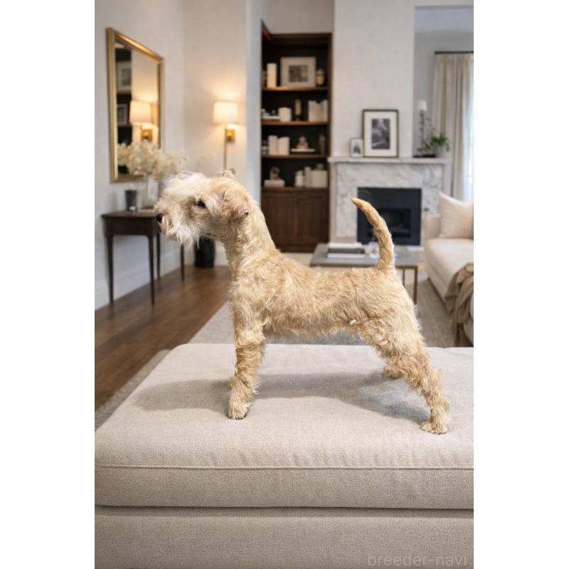 商談中の埼玉県のレークランドテリア-436038の2枚目