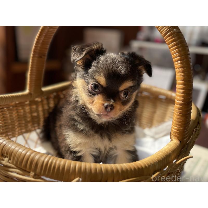 販売中の福岡県のチワワ(ロングコート)-448935の7枚目