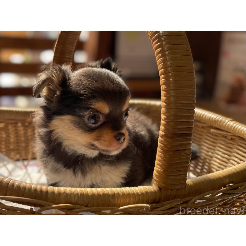 販売中の福岡県のチワワ(ロングコート)-448935の6枚目