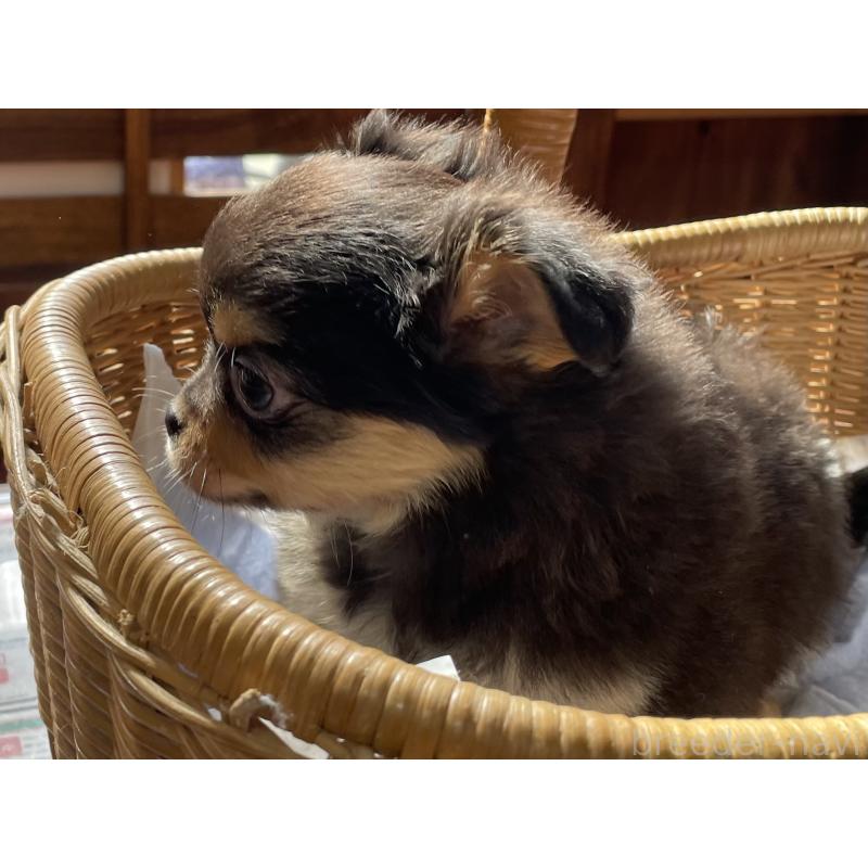 販売中の福岡県のチワワ(ロングコート)-448935の5枚目