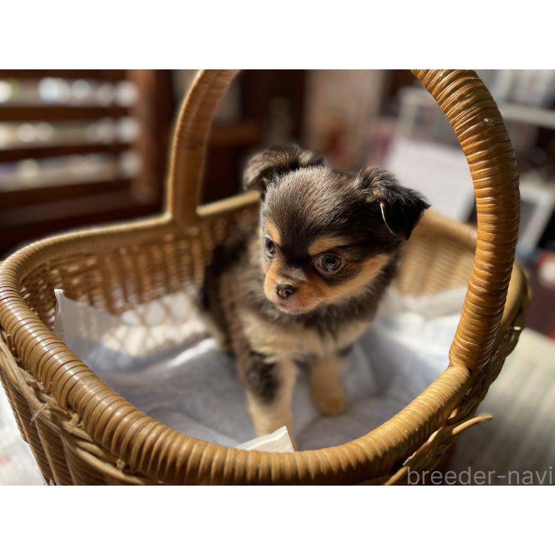 販売中の福岡県のチワワ(ロングコート)-448935の3枚目