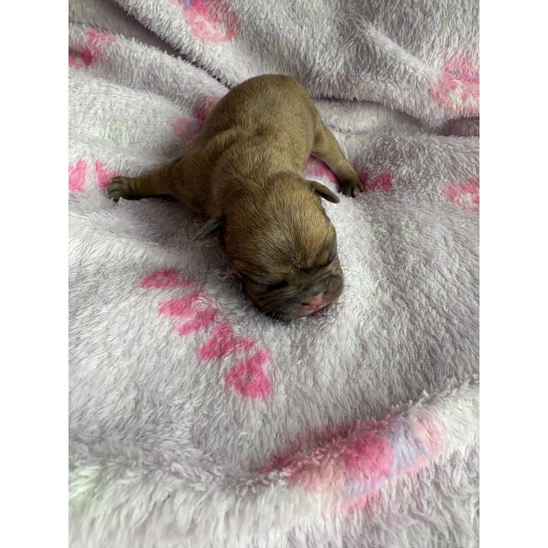 販売中の静岡県のフレンチブルドッグ-448936の2枚目