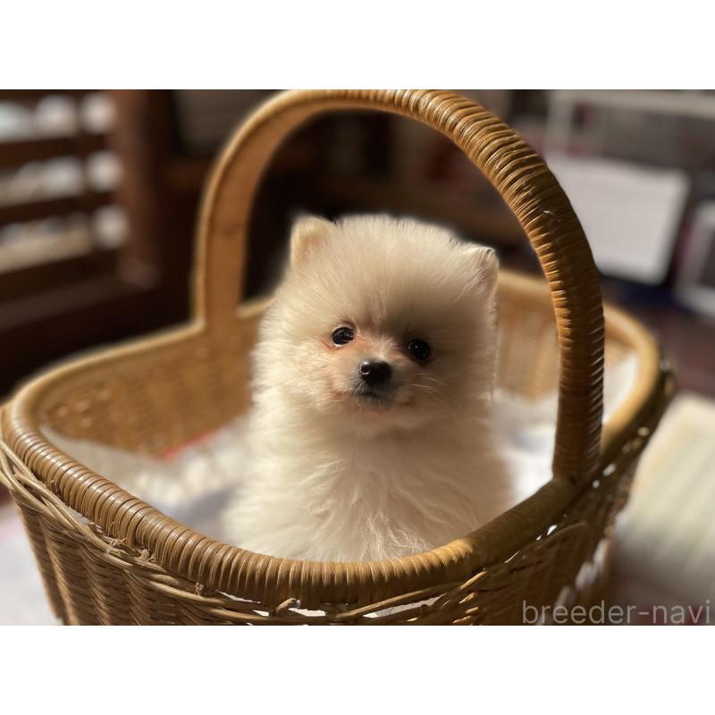 販売中の福岡県のポメラニアン-448937の5枚目