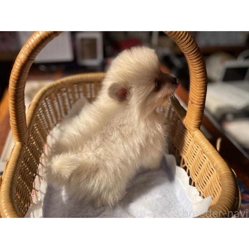 販売中の福岡県のポメラニアン-448937の4枚目