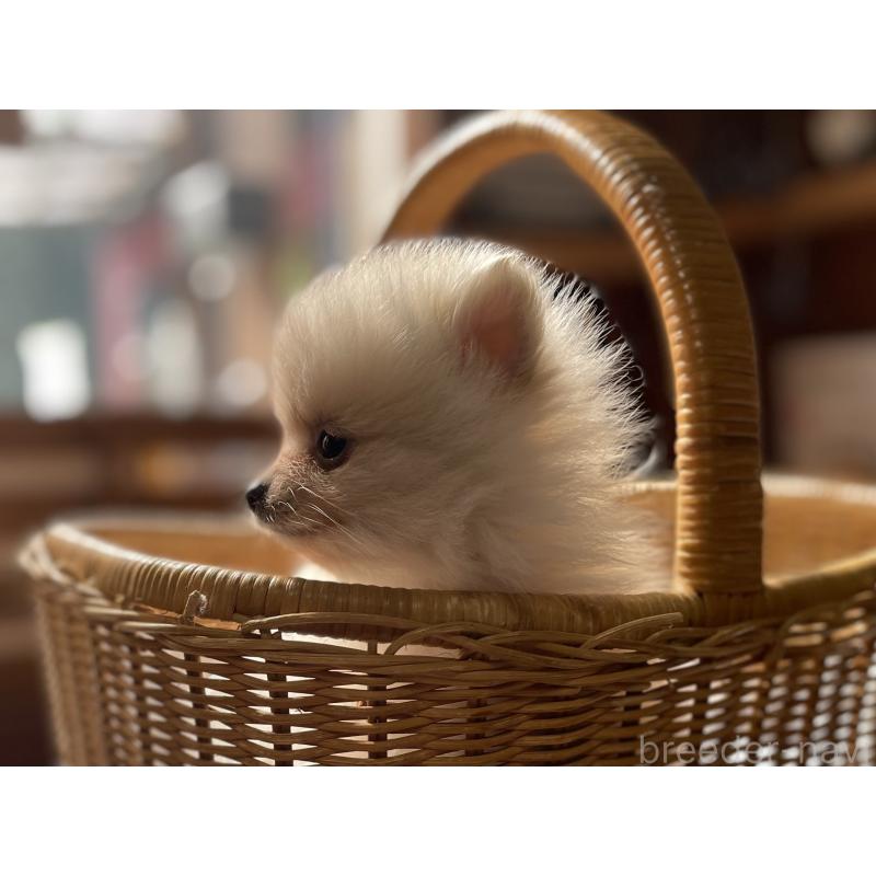 販売中の福岡県のポメラニアン-448937の3枚目