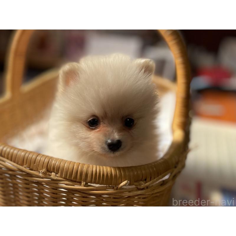 販売中の福岡県のポメラニアン-448937の2枚目