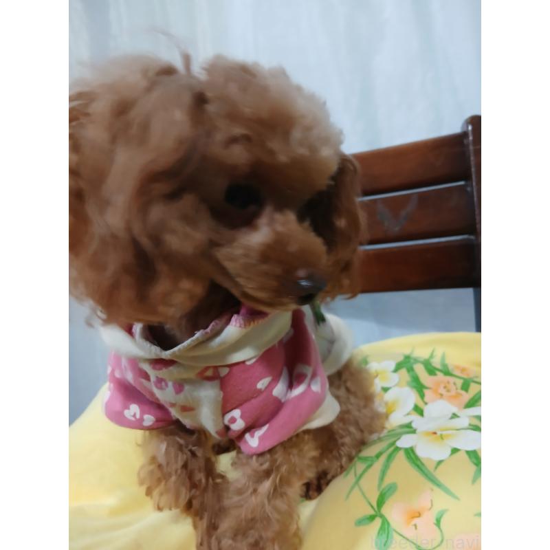 販売中の京都府のタイニープードル-448948の2枚目