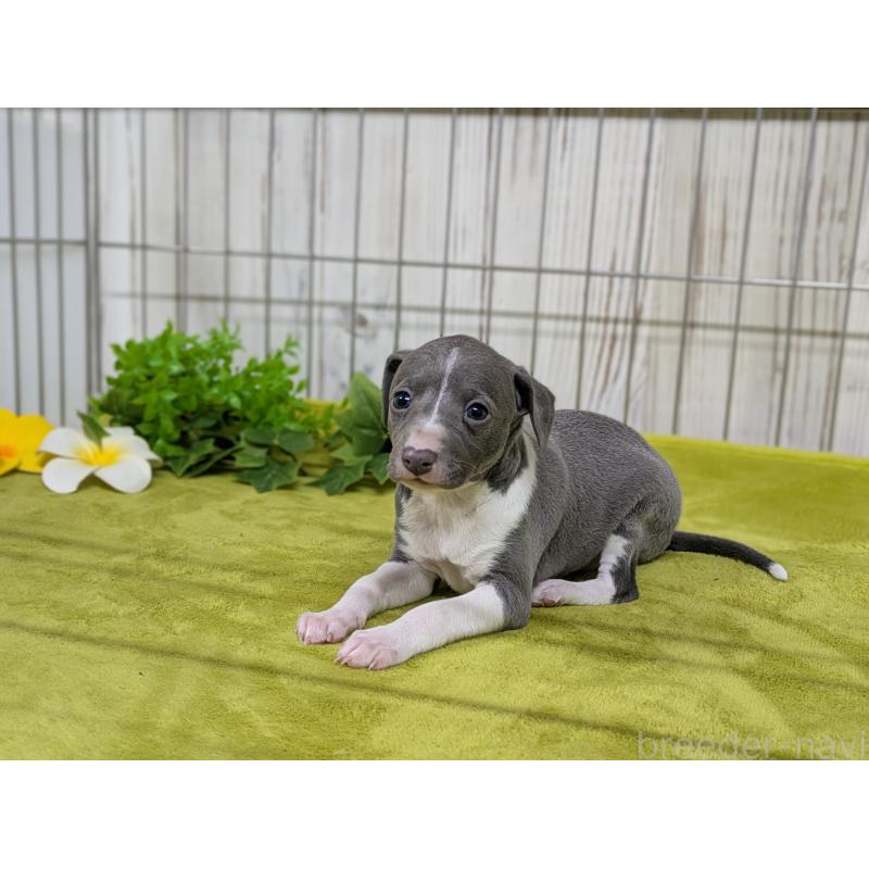 販売中の鹿児島県のイタリアングレーハウンド(イタグレ)-448944の3枚目