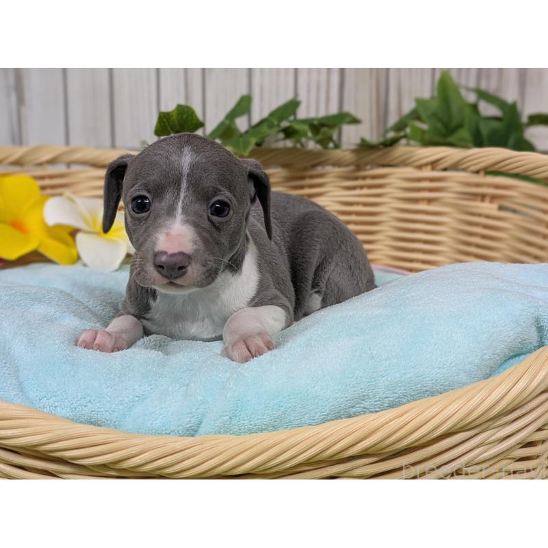 販売中の鹿児島県のイタリアングレーハウンド(イタグレ)-448944の2枚目