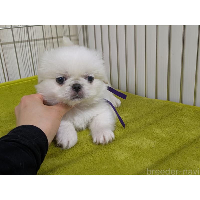 販売中の鹿児島県のペキニーズ-448949の2枚目
