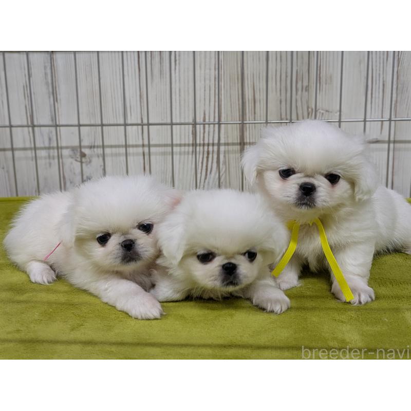 販売中の鹿児島県のペキニーズ-448952の4枚目