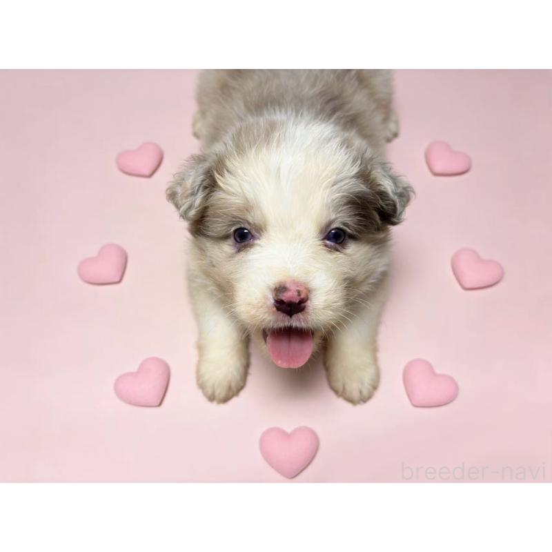 販売中の茨城県のボーダーコリー-448953の5枚目