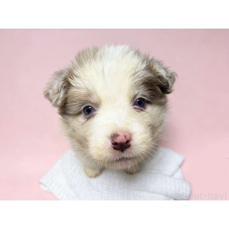 販売中の茨城県のボーダーコリー-448953の2枚目