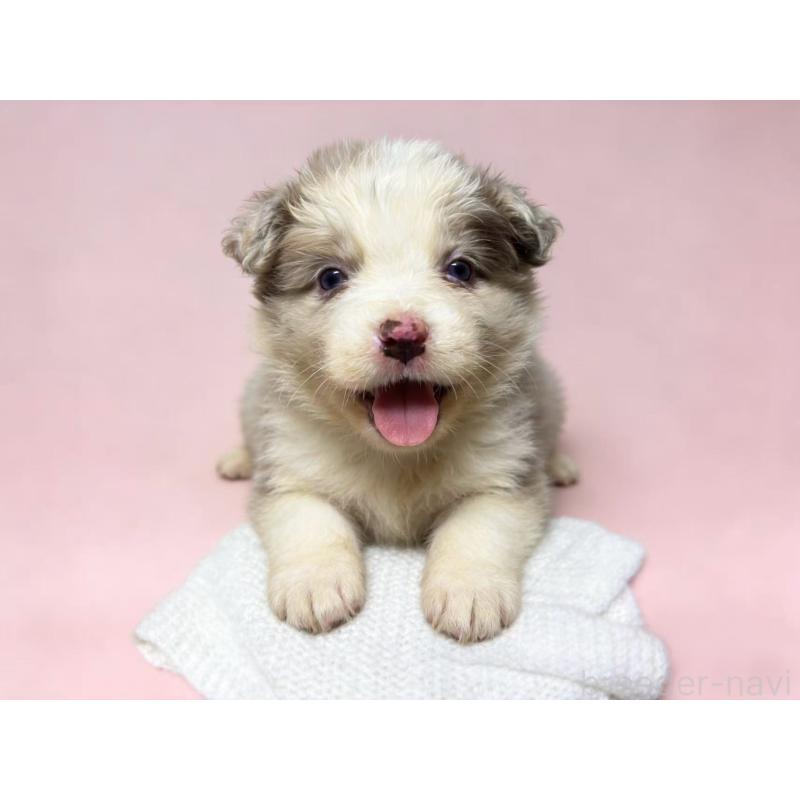 販売中の茨城県のボーダーコリー-448953