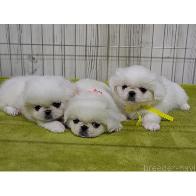 販売中の鹿児島県のペキニーズ-448954の4枚目