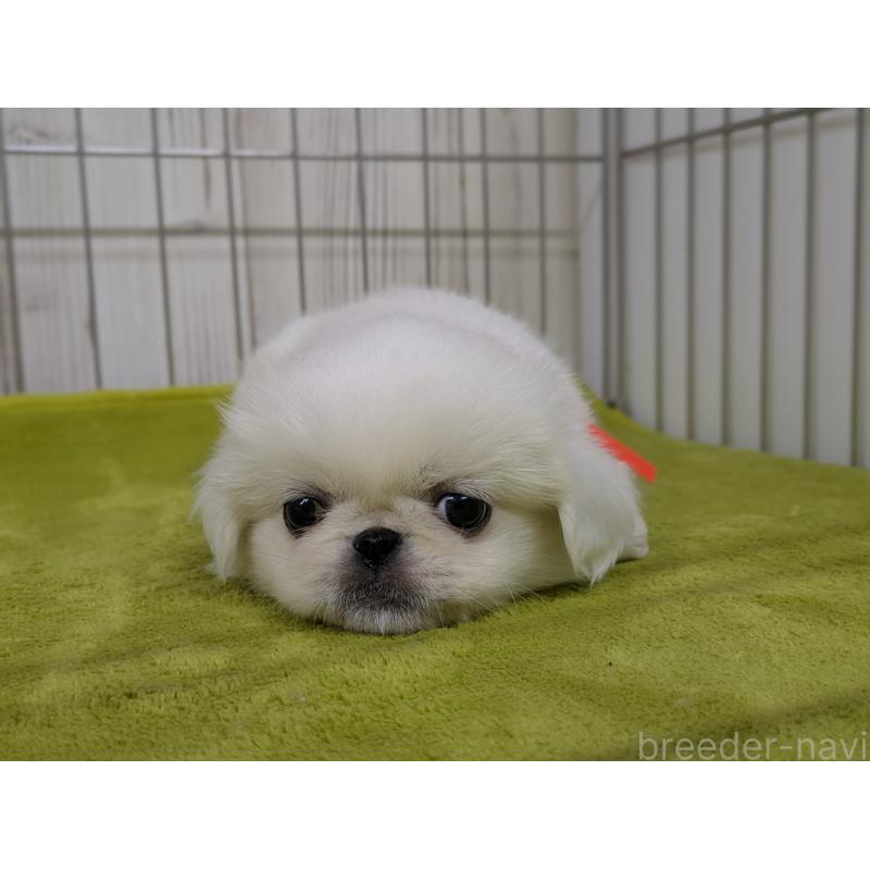 販売中の鹿児島県のペキニーズ-448954の3枚目