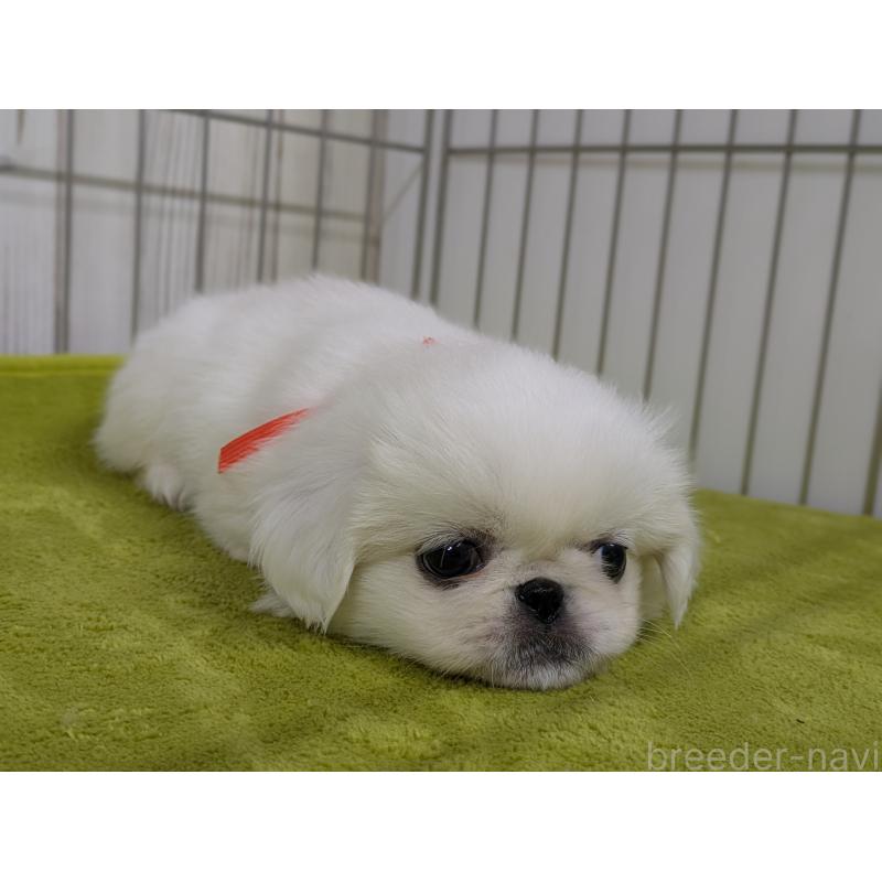 販売中の鹿児島県のペキニーズ-448954の2枚目