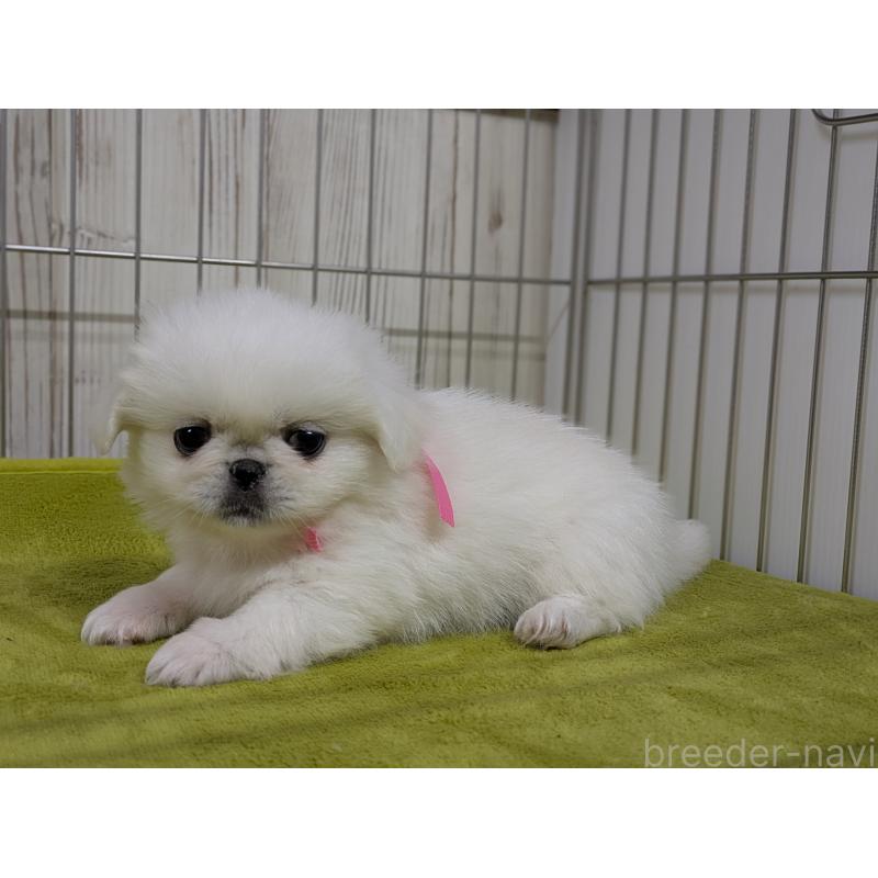 販売中の鹿児島県のペキニーズ-448955の3枚目