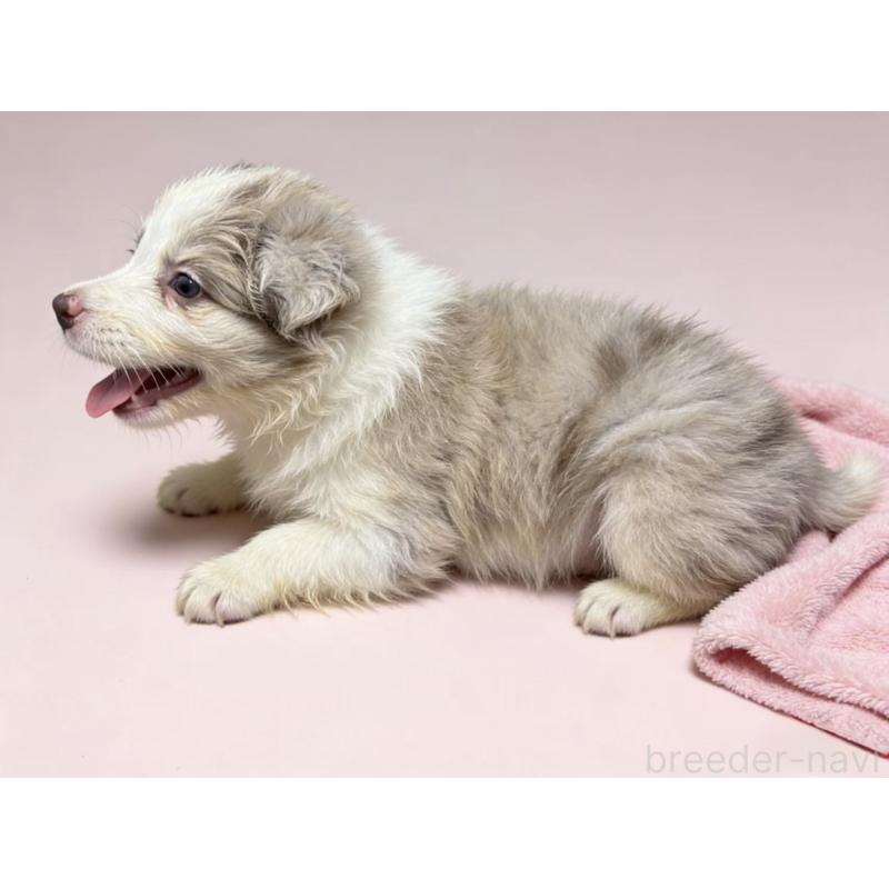 販売中の茨城県のボーダーコリー-448956の4枚目