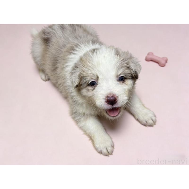 販売中の茨城県のボーダーコリー-448956の3枚目