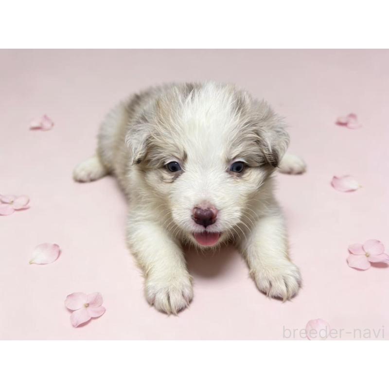 販売中の茨城県のボーダーコリー-448956の2枚目