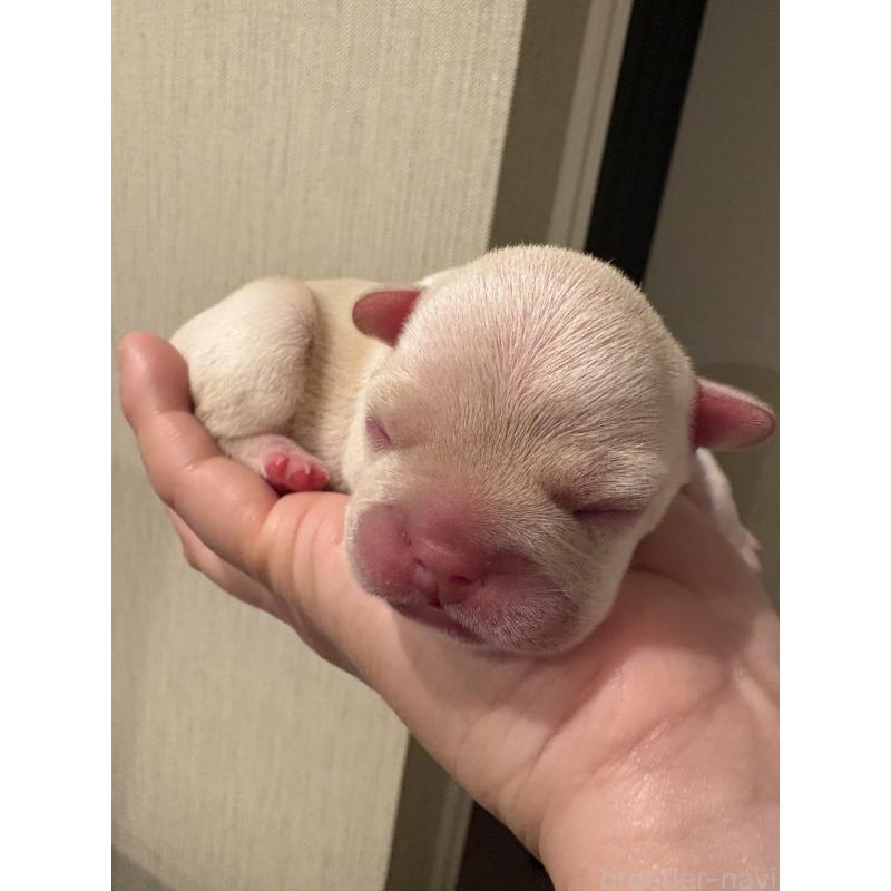 販売中の静岡県のフレンチブルドッグ-448958の2枚目