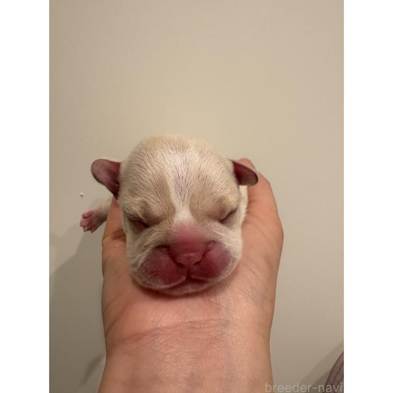 販売中の静岡県のフレンチブルドッグ-448961の2枚目