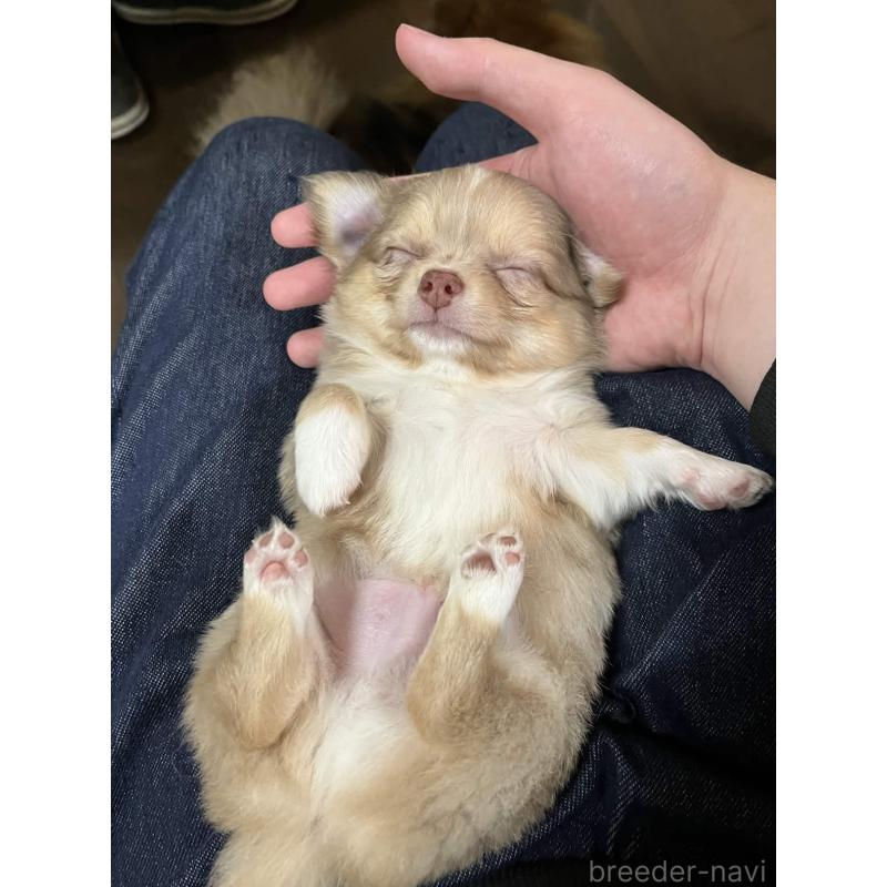 販売中の兵庫県のチワワ(ロングコート)-448963の6枚目