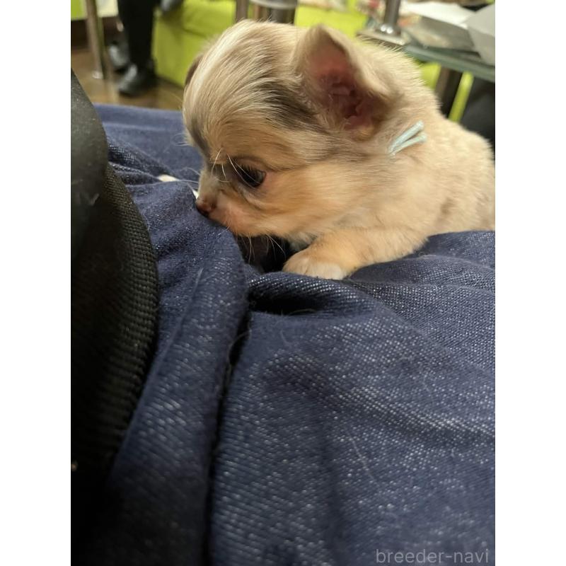 販売中の兵庫県のチワワ(ロングコート)-448963の5枚目