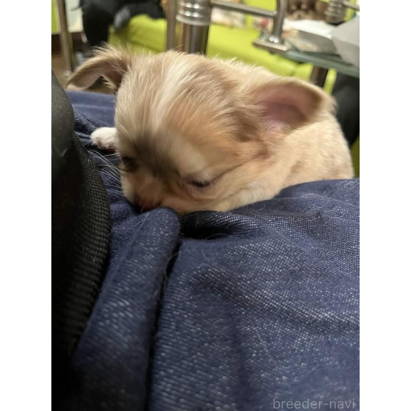 販売中の兵庫県のチワワ(ロングコート)-448963の4枚目