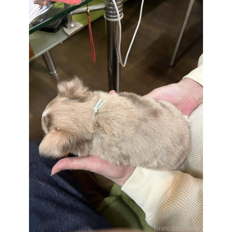 販売中の兵庫県のチワワ(ロングコート)-448963の3枚目