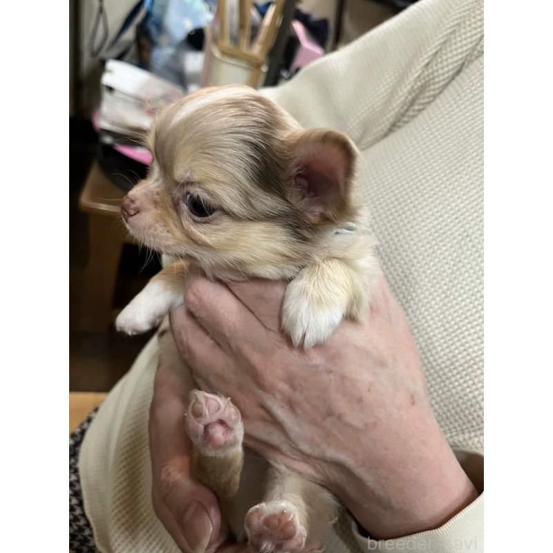 販売中の兵庫県のチワワ(ロングコート)-448963の2枚目