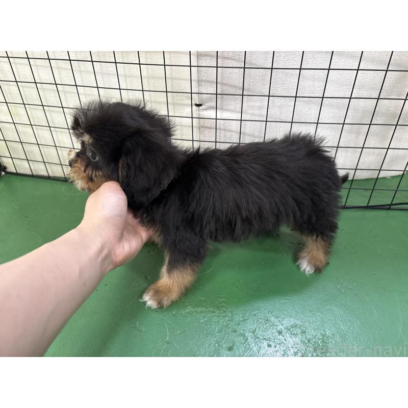 販売中の東京都のキャバプー:キャバリア×トイプードル-440745の10枚目