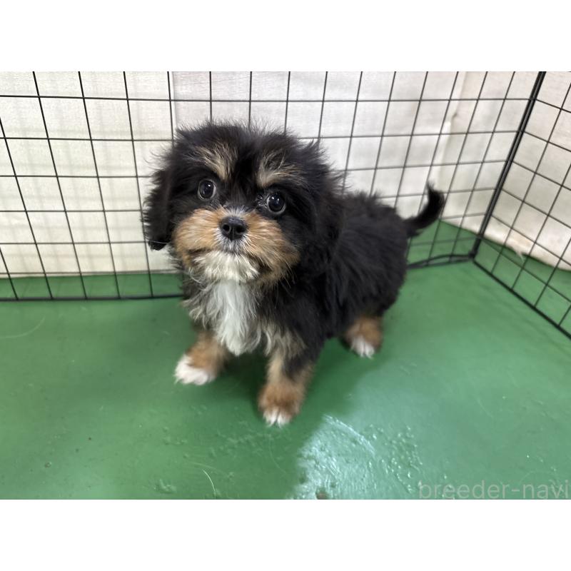 販売中の東京都のキャバプー:キャバリア×トイプードル-440745の9枚目