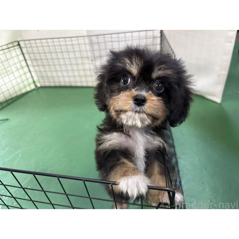 販売中の東京都のキャバプー:キャバリア×トイプードル-440745の8枚目