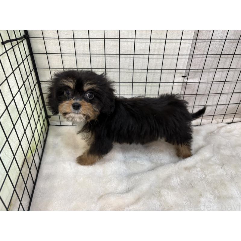 販売中の東京都のキャバプー:キャバリア×トイプードル-440745の7枚目