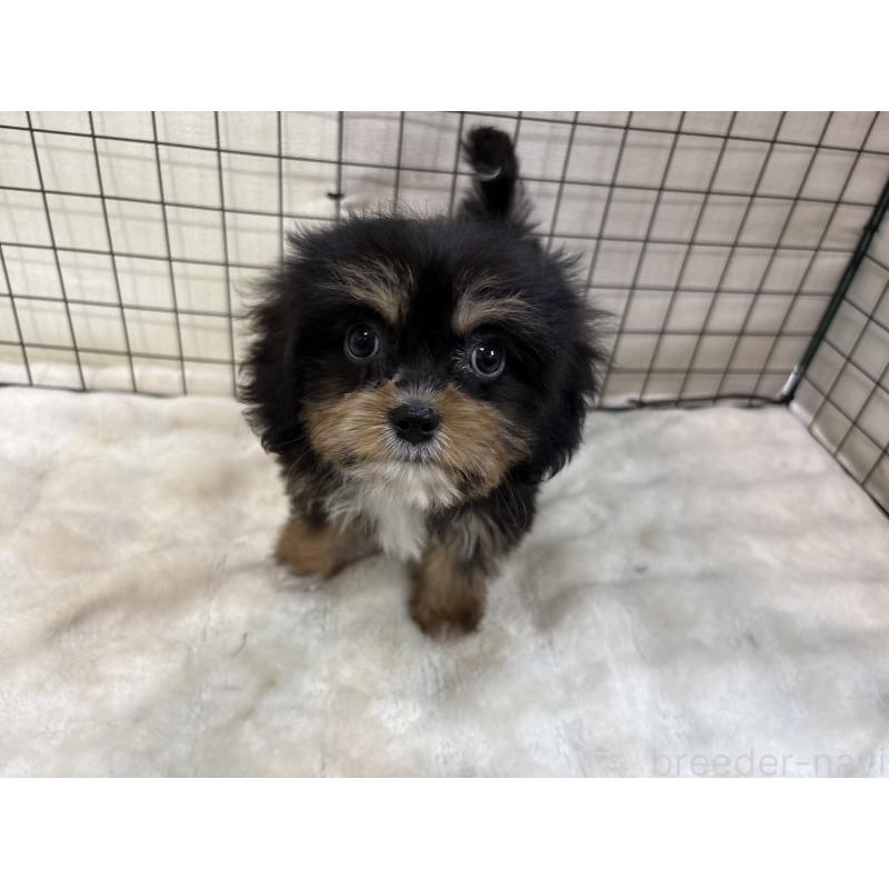 販売中の東京都のキャバプー:キャバリア×トイプードル-440745の6枚目