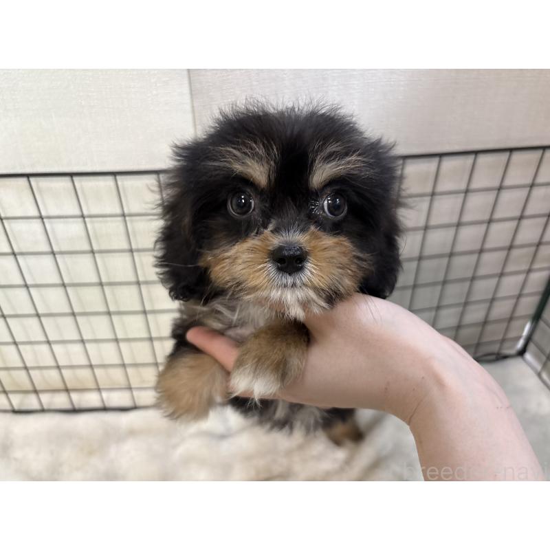 販売中の東京都のキャバプー:キャバリア×トイプードル-440745の5枚目