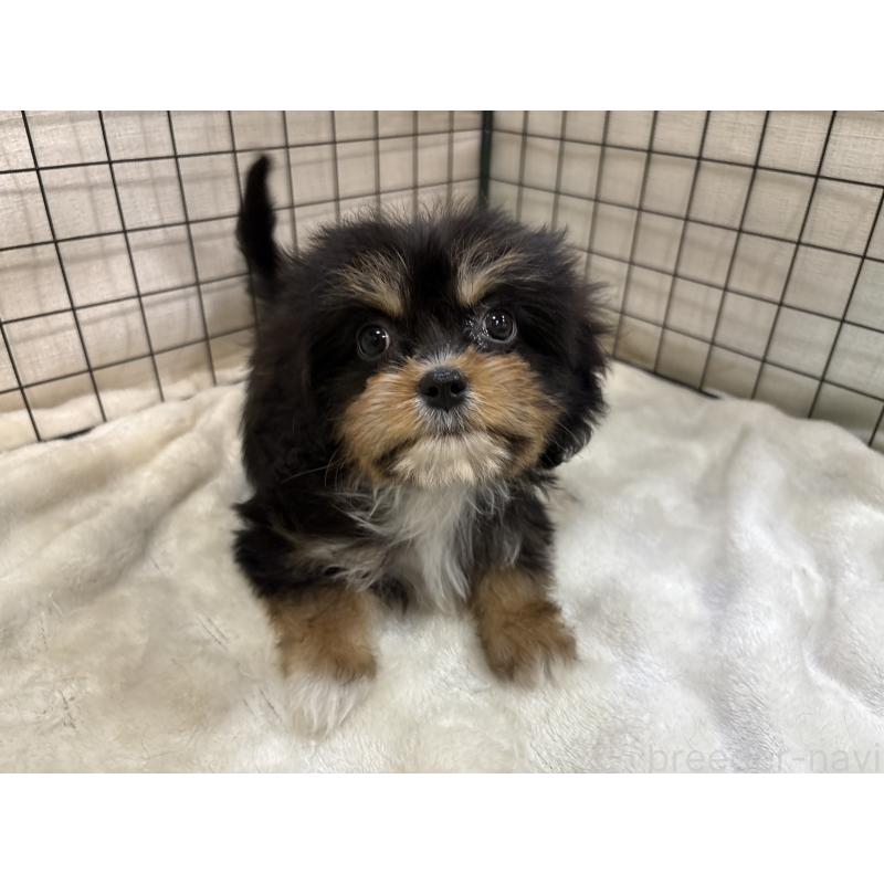 販売中の東京都のキャバプー:キャバリア×トイプードル-440745の4枚目