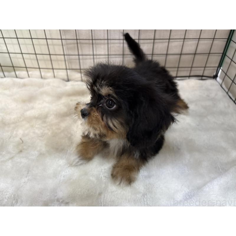 販売中の東京都のキャバプー:キャバリア×トイプードル-440745の3枚目