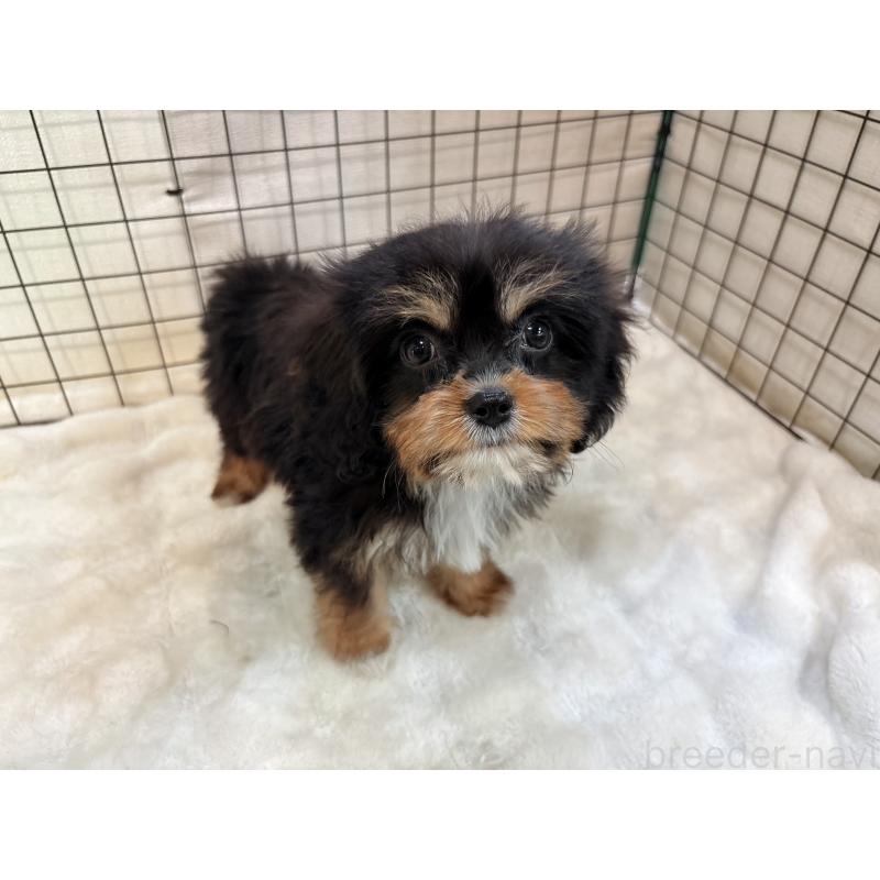 販売中の東京都のキャバプー:キャバリア×トイプードル-440745の2枚目