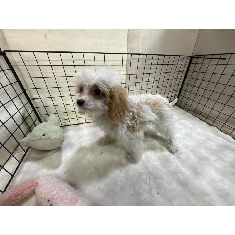 販売中の東京都のキャバプー:キャバリア×トイプードル-440710の9枚目