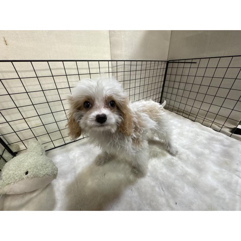 販売中の東京都のキャバプー:キャバリア×トイプードル-440710の8枚目