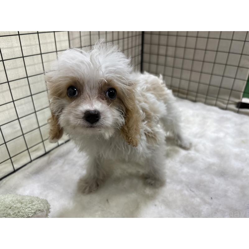 販売中の東京都のキャバプー:キャバリア×トイプードル-440710の7枚目