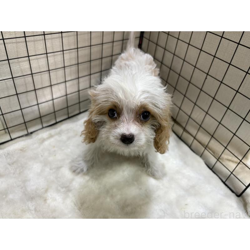 販売中の東京都のキャバプー:キャバリア×トイプードル-440710の5枚目