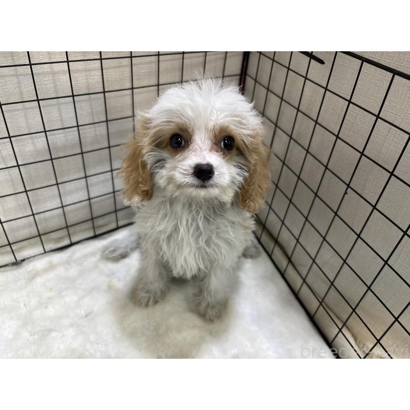 販売中の東京都のキャバプー:キャバリア×トイプードル-440710の4枚目