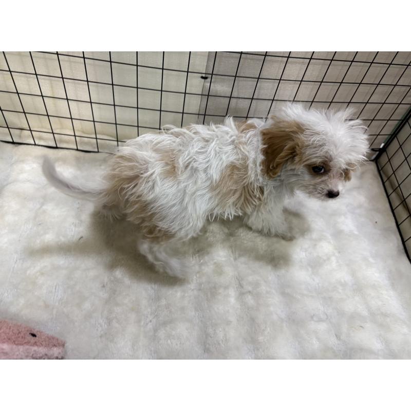 販売中の東京都のキャバプー:キャバリア×トイプードル-440710の3枚目